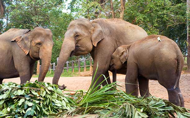 Pinnawela-Elephant-Orphanage