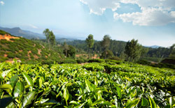 Tea plantations in Sri Lanka