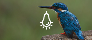 300x130-highlights-of-sri-lanka