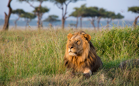 537x335-Itinerary-Images-4-nights-in-Kenya2 537x335-Itinerary-Images-4-nights-in-Kenya2