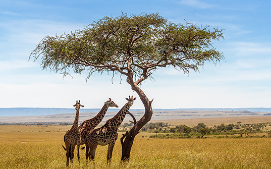 537x335-Itinerary-Images-4-Nights-in-Kenya3