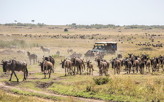 537x335-Itinerary-Images-4-nights-in-Kenya3 537x335-Itinerary-Images-4-nights-in-Kenya3