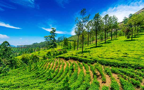  Sightseeing Tour of Munnar