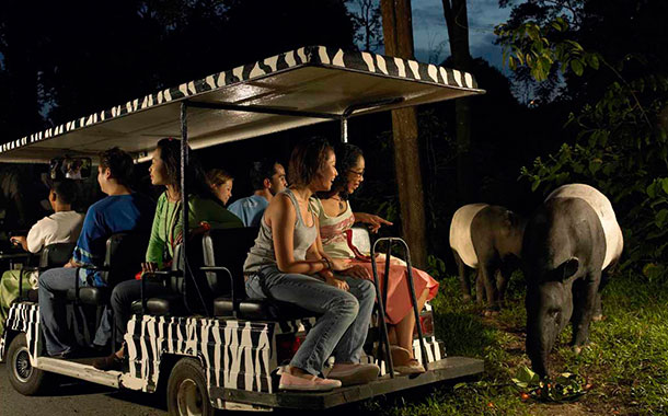 610X380-singaporenight-safari NightSafari