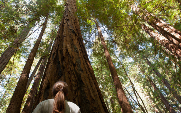 Armstrong Redwoods Armstrong Redwoods