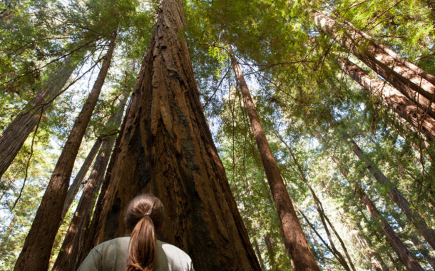 Armstrong Redwoods