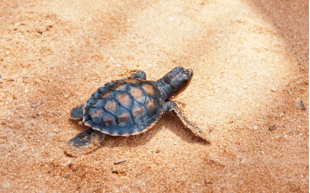 baby-turtle-walks-through-sand-picture-id482695412
