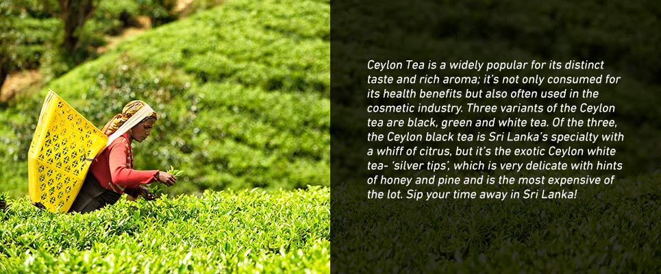 Ceylon-tea