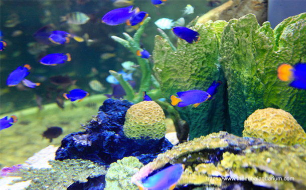 Dubai aquarium & Underwater zoo package