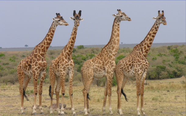 Giraffe Centre