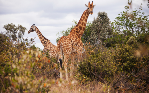 Giraffe centre Giraffe centre