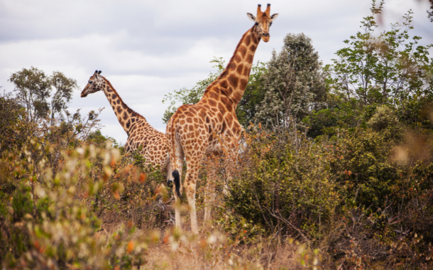 Giraffe centre