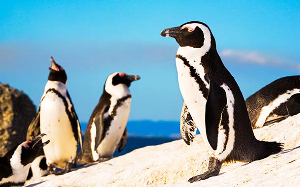 Jackass Penguin Colony