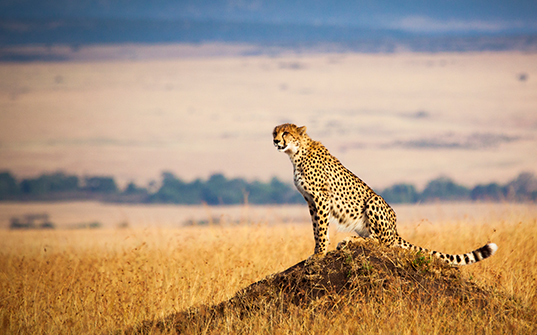 Kenya - Itinerary tour vacation packages - Image 2