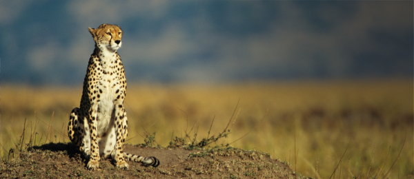 Kenya Tour Package