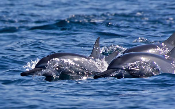 Khasab Oman Tour - Dhow Cruise - Dolphins sighting Image 3