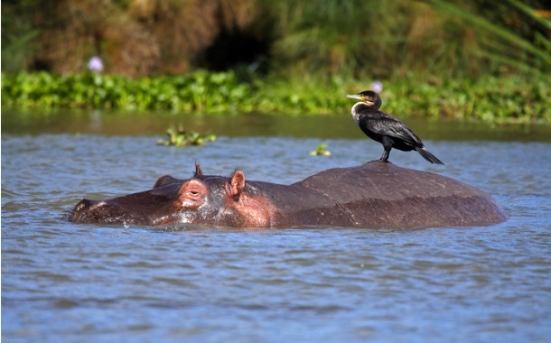 Lake Naivasha