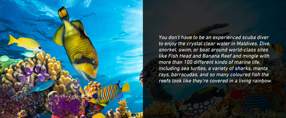 MaldivesDestination_Marine2017