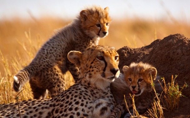 Masai Mara 1