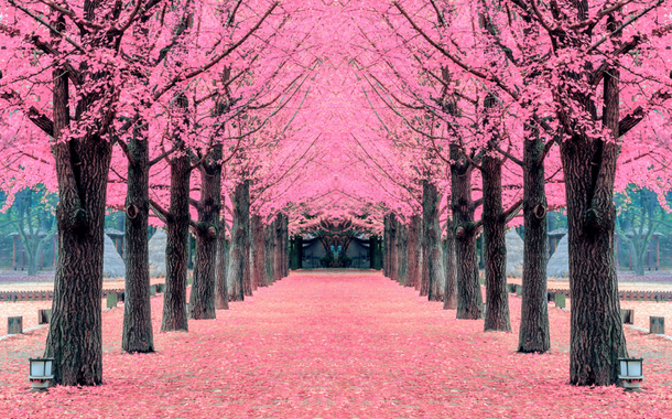 Nami Island South Korea Tour Nami Island South Korea Tour