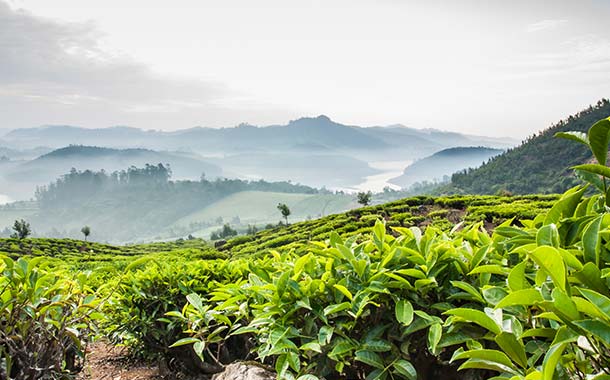 Ooty City View