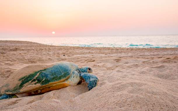 Raz al Jinz Turtle Reserve Raz al Jinz Turtle Reserve