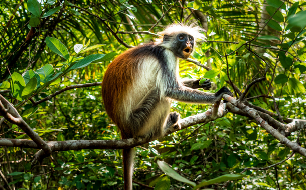 Red Colobus Monkeys Zanzibar Day 2