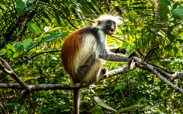 Red Colobus Monkeys Zanzibar Day 2 Red Colobus Monkeys Zanzibar Day 2