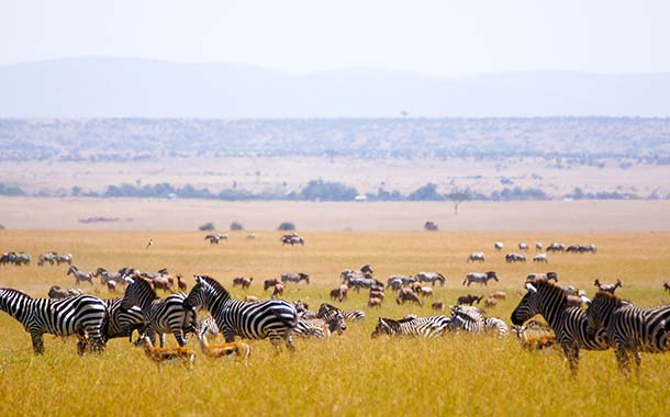 Wildlife Safari in Kenya - Musafir UAE