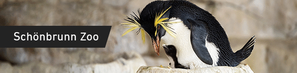 Schönbrunn Zoo GIF