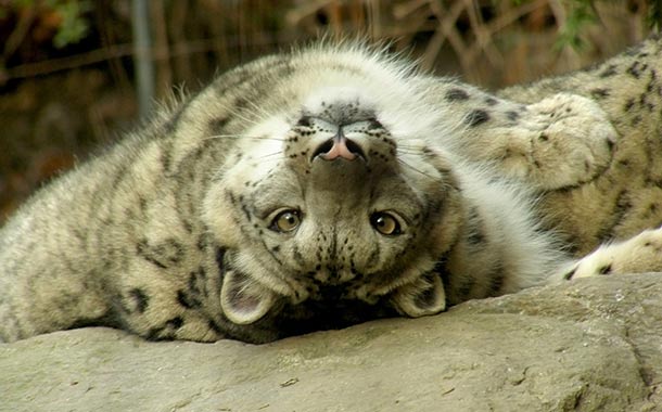 Himalayan Wildlife Zoo - Snow Leopard