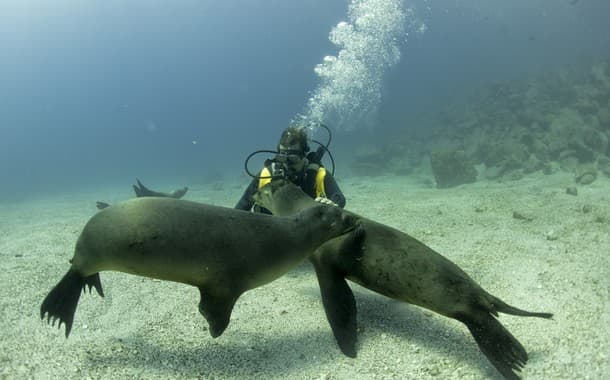 sealion diving in Galapagos